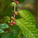 Illustration for article titled Bad harvests force coffee farmers to leave El Salvador